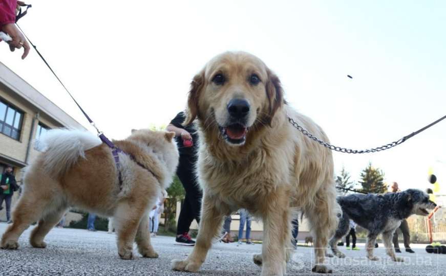Prvi Dogs Trust događaj u HNK: Podrška rješavanju problema napuštenih pasa